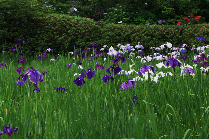 花盛りの梅宮大社(中編)_f0155048_23483320.jpg