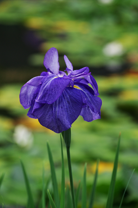花盛りの梅宮大社(中編)_f0155048_23483672.jpg