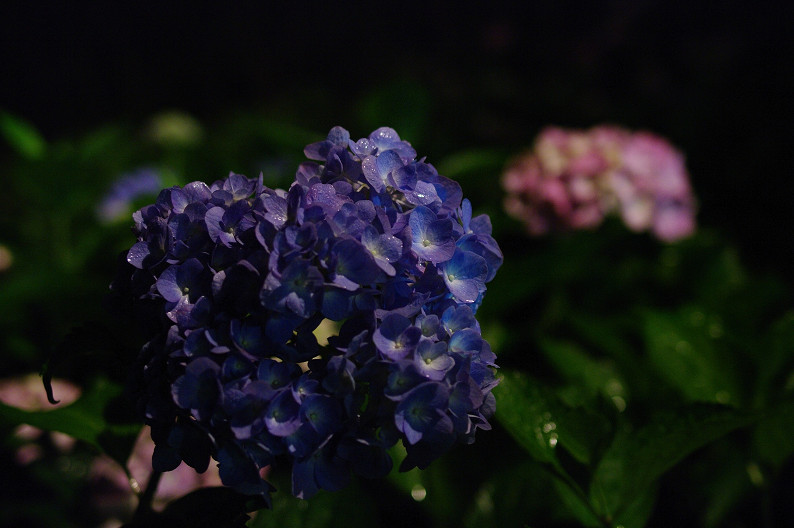 三室戸寺の紫陽花　～雨のライトアップ・後編～_f0152550_2140831.jpg