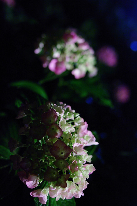 三室戸寺の紫陽花　～雨のライトアップ・後編～_f0152550_2143738.jpg