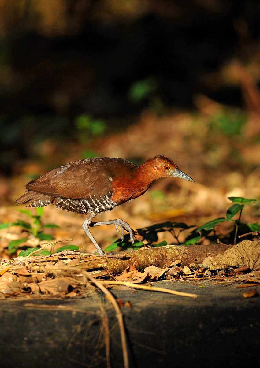 オオクイナ Birding In Japan
