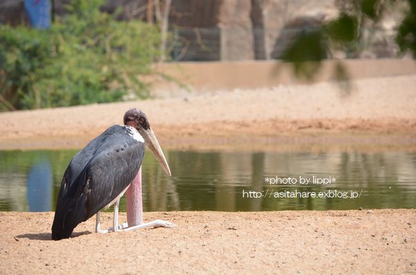 アフリカハゲコウ　アルアインの空を飛ぶ_b0024758_2352818.jpg