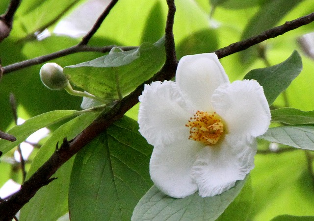 沙羅双樹の花が咲く頃 : 阿波の国から・・・