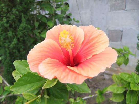 冬の沖縄おさんぽ旅2011 -やちむんの里-_b0208577_8121761.jpg