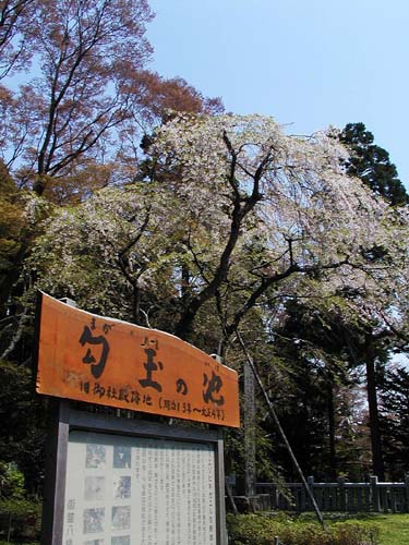 函館八幡宮の桜とカエルたち_f0092382_4195031.jpg