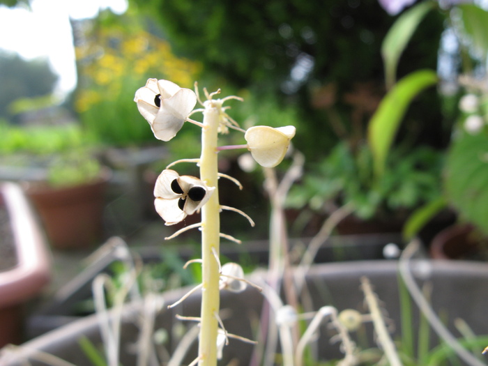 ムスカリの種 きょうから あしたへ