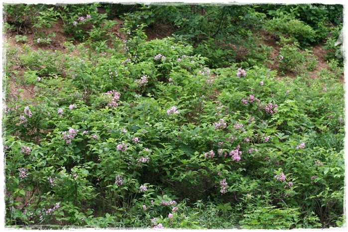 半月湖自然公園 6 22 花日記 半月湖自然公園 6 22 花日記