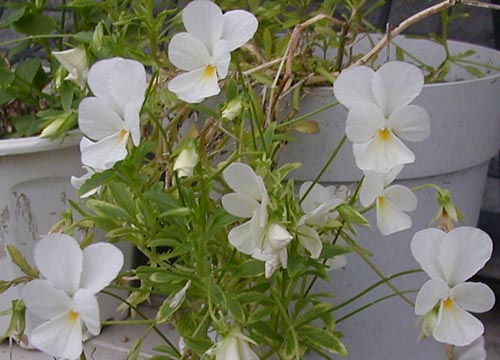 ●梅雨時の白花三題、その８_d0053294_1254265.jpg