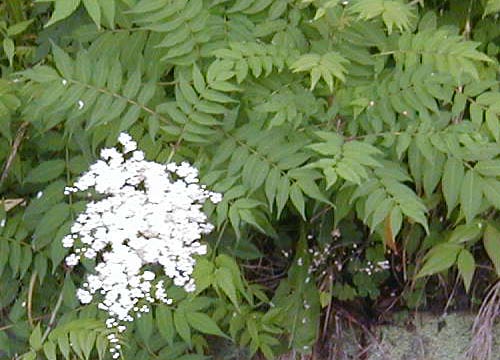 ●梅雨時の白花三題、その８_d0053294_1254271.jpg