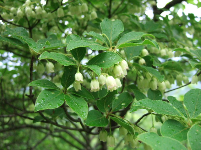 箱根金時山の花　vol．７１　　夏至_e0024094_13407.jpg