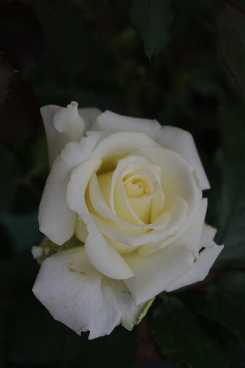 c0147909_6553513.jpg
