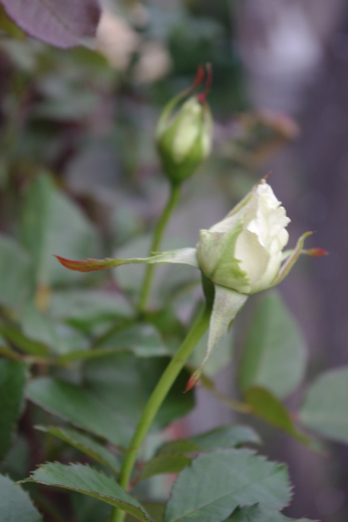 c0147909_6563410.jpg