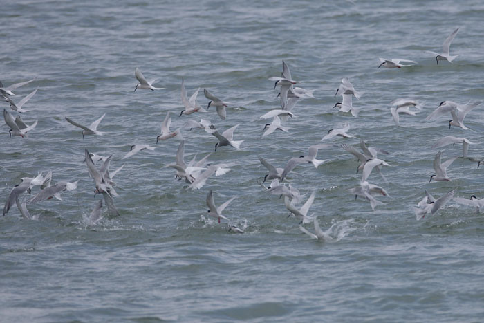 沖縄の海とアジサシ_d0053309_17333662.jpg