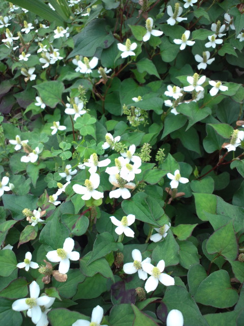f0231709_603100.jpg