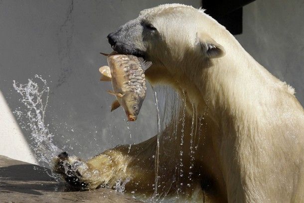 ロシア・ノヴォシビルスク動物園のクラーシン （ロッシーの双子の兄弟） の近況　～　déjà-vu の光景_a0151913_2321967.jpg