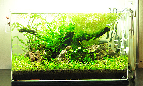 ADA キューブガーデン スペリア60cm(マット・フック付) CUBE GARDEN SUPERIOR 150x150×150 (mm) : Begonia