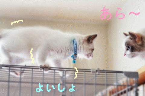 e0214720_1631848.gif