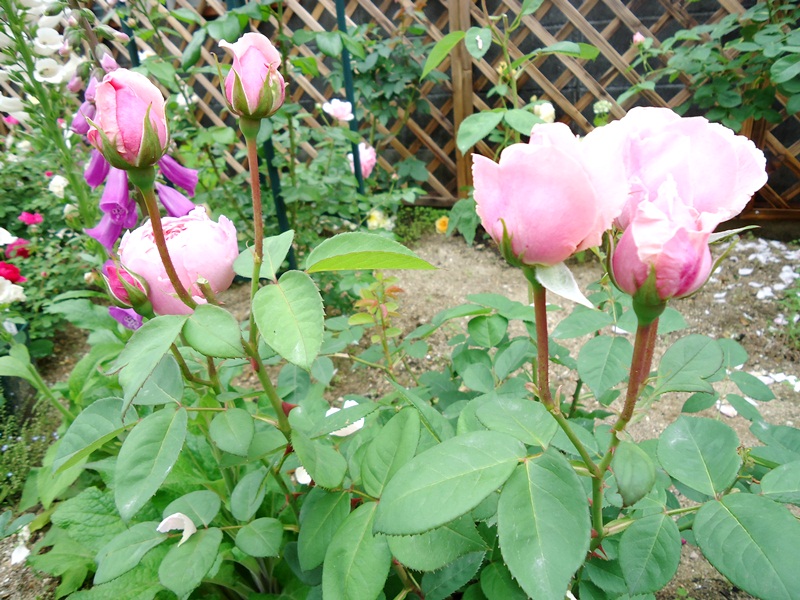 d0096422_1423655.jpg