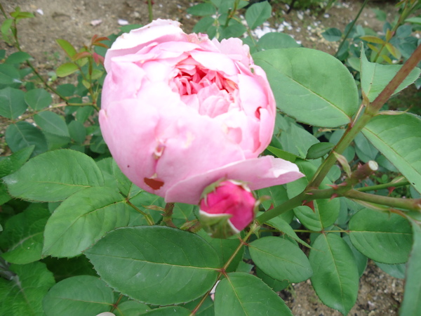 d0096422_14242479.jpg