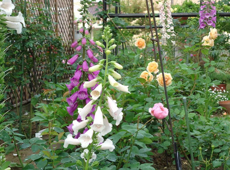 d0096422_14251413.jpg