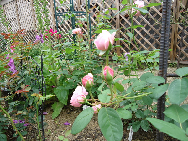 d0096422_14265321.jpg
