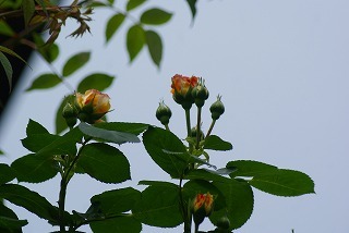 f0170524_9584434.jpg