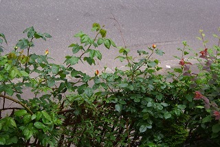f0170524_9585218.jpg