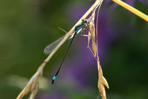 c0184125_79362.jpg