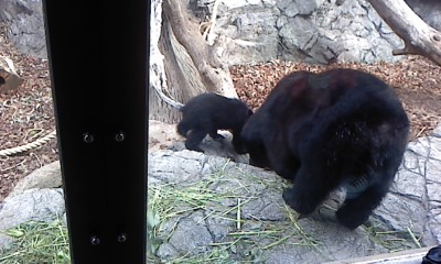 上野動物園にて_b0217741_21432376.jpg