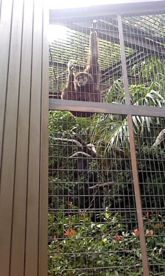 上野動物園にて_b0217741_2145294.jpg