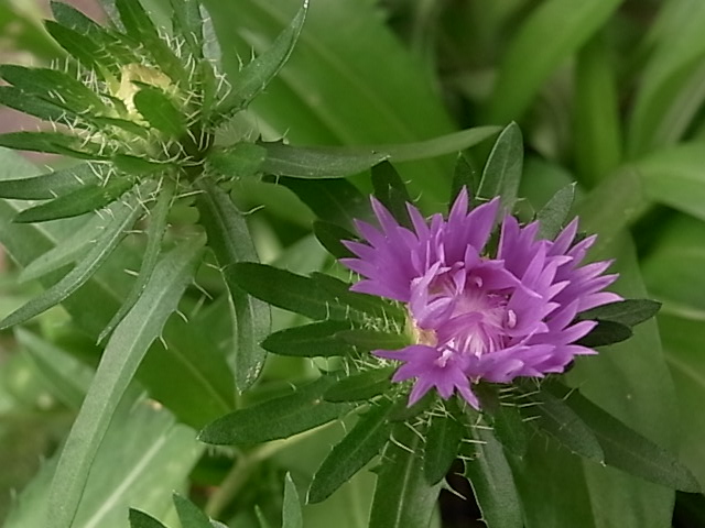 庭の花あれこれ_e0050542_20592613.jpg