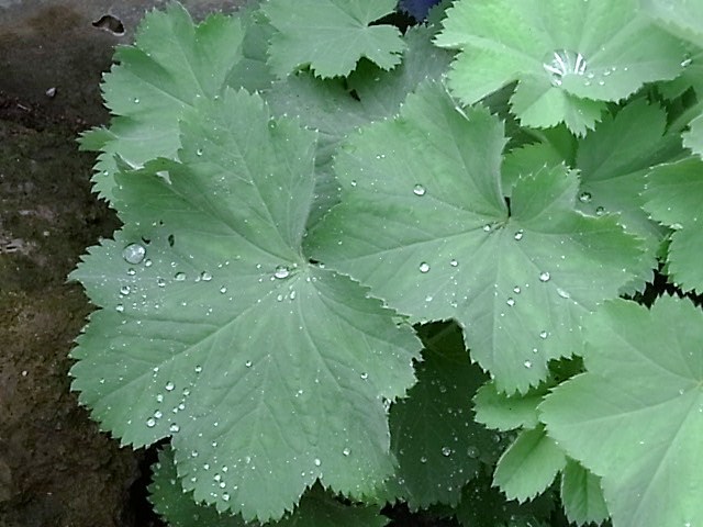 庭の花あれこれ_e0050542_21185349.jpg