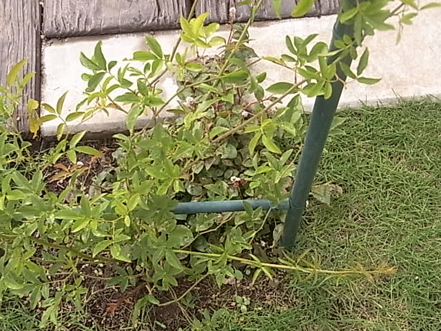 庭の花あれこれ_e0050542_21214957.jpg