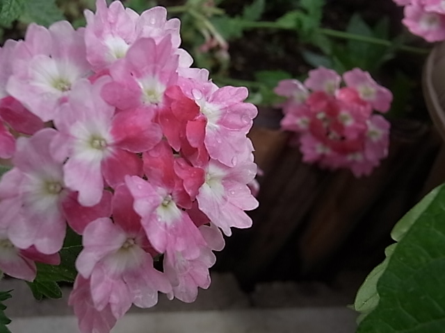 庭の花あれこれ_e0050542_21241778.jpg