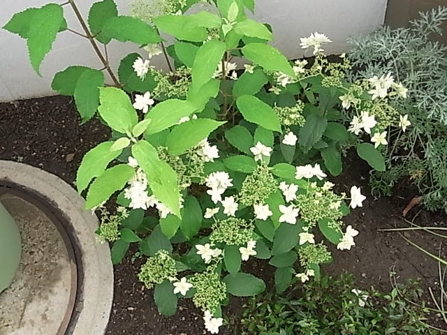庭の花あれこれ_e0050542_21304458.jpg