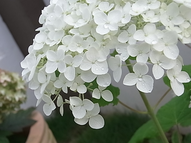 庭の花あれこれ_e0050542_2146734.jpg