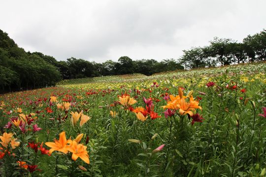 可睡ゆりの園_b0182547_2220573.jpg