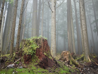 GROUSE MOUNTAIN,Grouse Grind_a0196251_975073.jpg