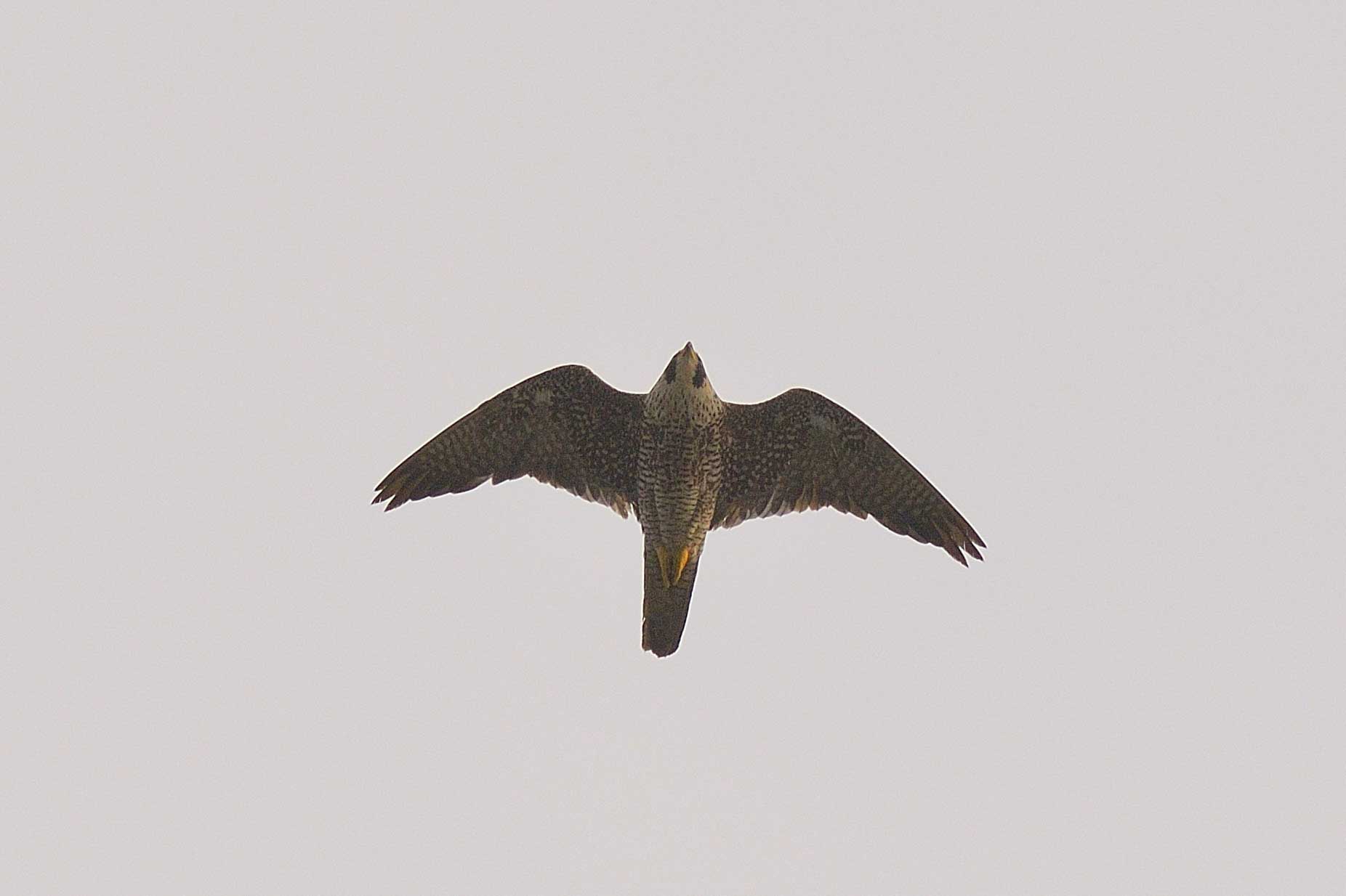 なってこった 鳥と虫と と