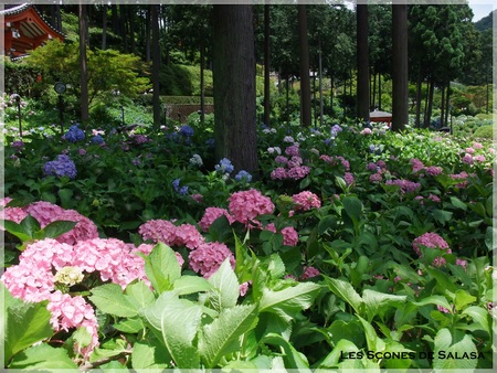 三室戸寺（紫陽花寺）in宇治_a0177453_18123673.jpg