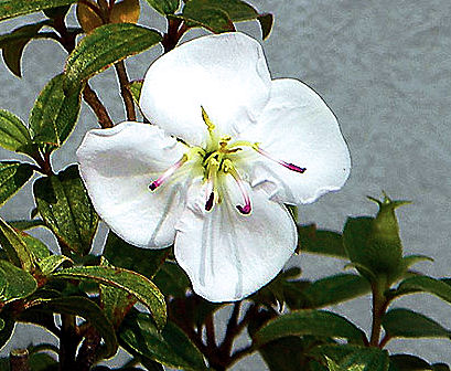 c0050857_2358363.jpg