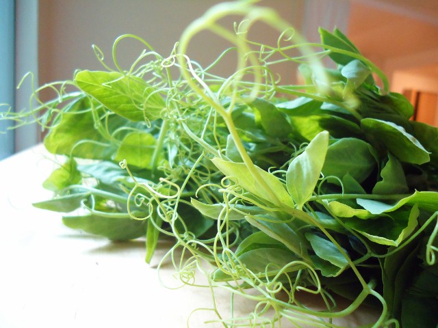 新しい野菜に挑戦！(17)　-pea vines(豆のつる) _d0172957_1545469.jpg