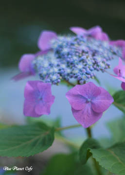 哲学の道　紫陽花便り_b0160363_0583721.jpg