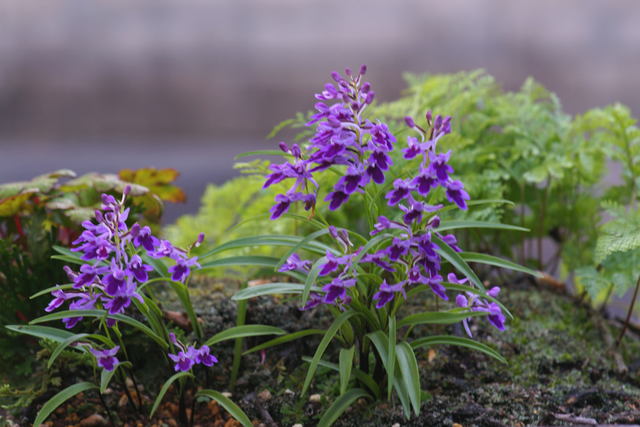 　　ウチョウラン　自宅の花（11）_b0223668_811153.jpg