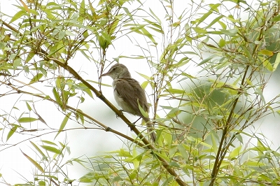 ★先週末の鳥類園(2011.6.18~19)_e0046474_1242768.jpg