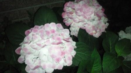 紫陽花~変わり種編_b0117785_1540313.jpg