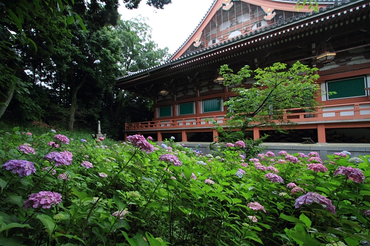 智積院_e0051888_23402150.jpg