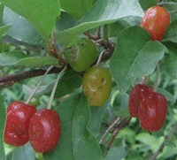 f0215591_10153653.gif