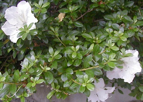 ●梅雨時の白花三題、その9_d0053294_13331496.jpg