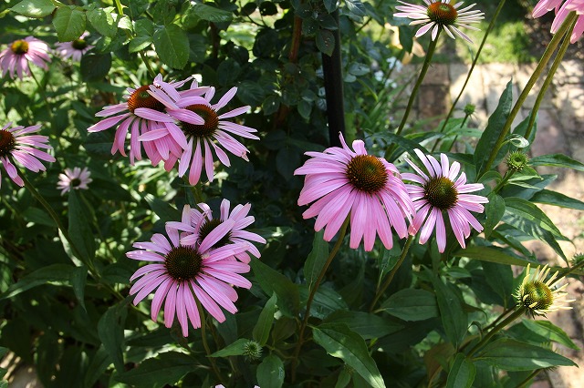 a0123003_9184443.jpg